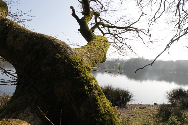 Les arbres dans tous leurs états