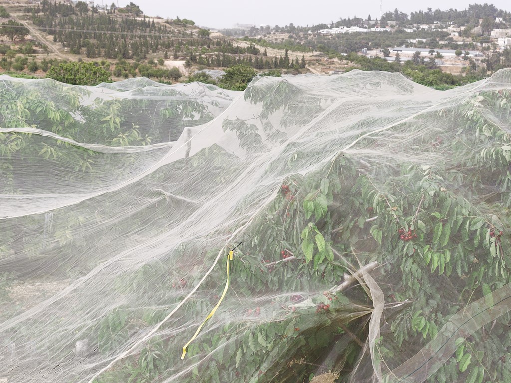 Israël, Cisjordanie, vallée du Jourdain, Evil of the Eden