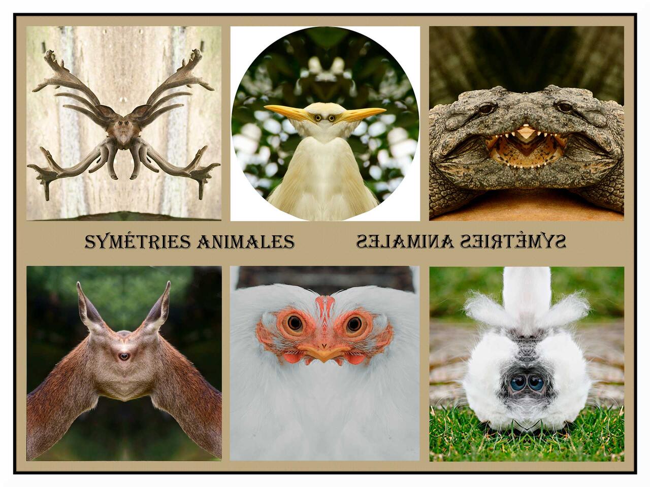 Décalages contrôlés - Collectif Pluie d'images - CAPAB - 1