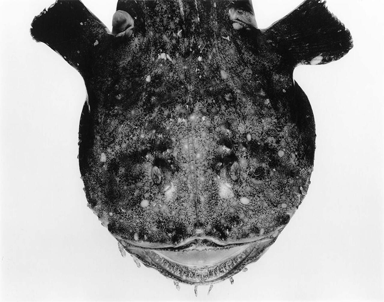 Pêches d'enfance - Didier Olivré - 1