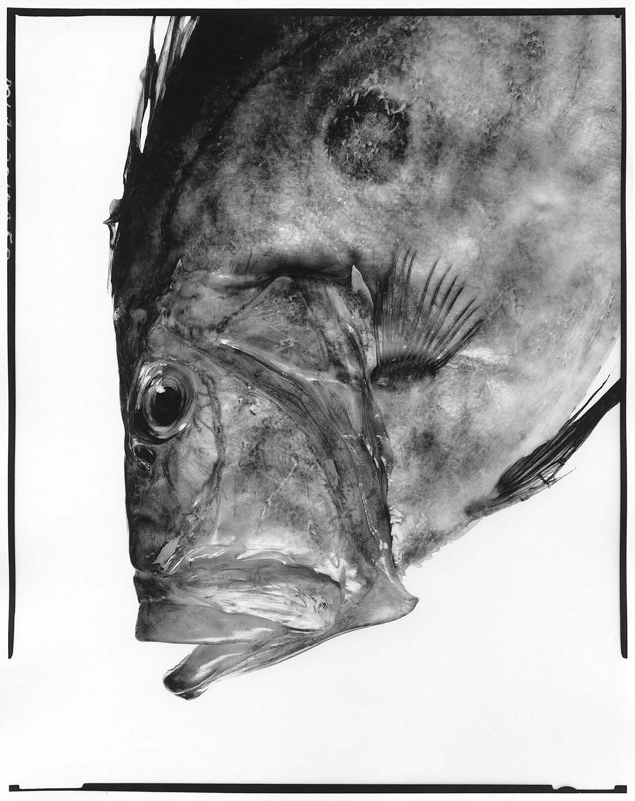 Pêches d'enfance - Didier Olivré - 2