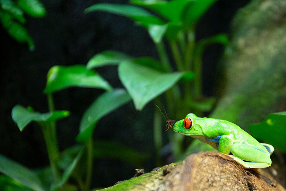 Insectomenu - D. Morio & J.P. Hervochon