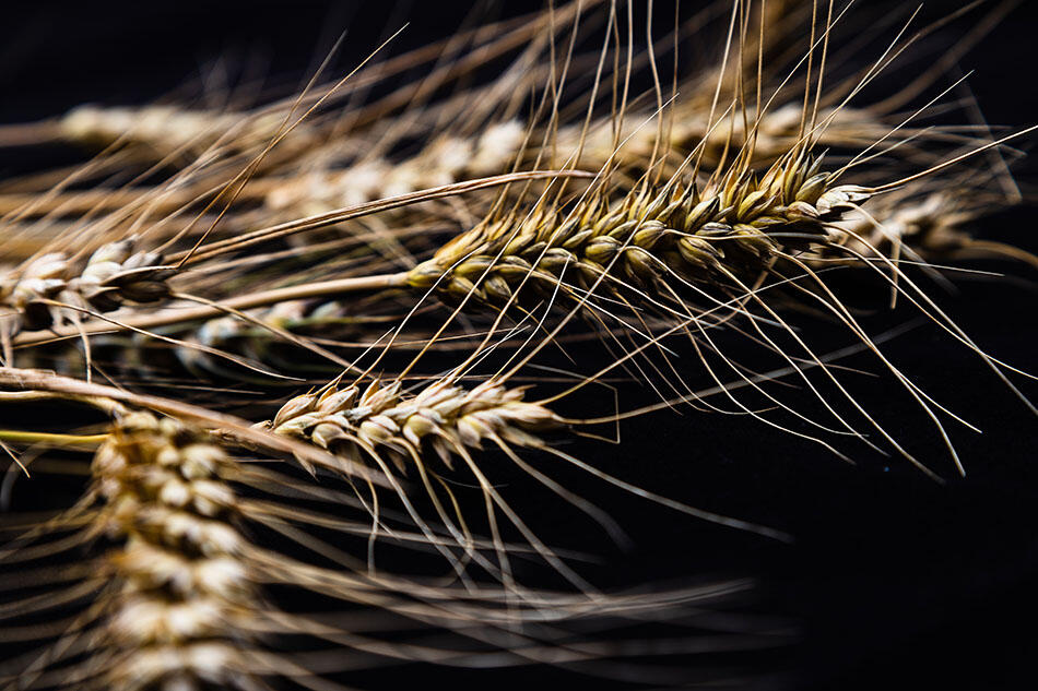 Je vis de bonne soupe et non de beau langage - Focale Iroise Elorn