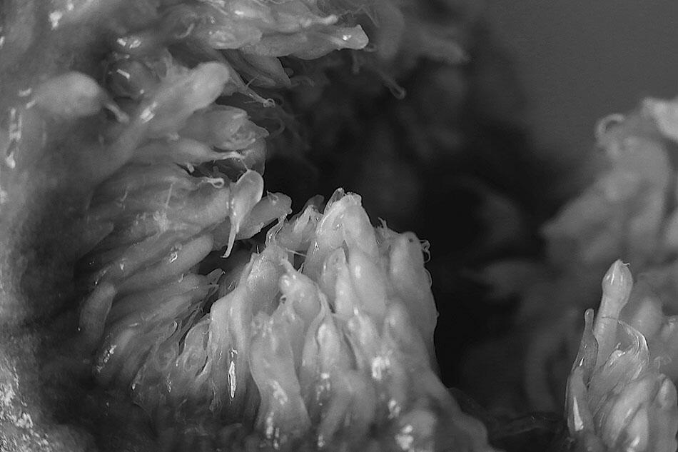 Terres d’aliments - G.A.A.E.L Locmaria Plouzané