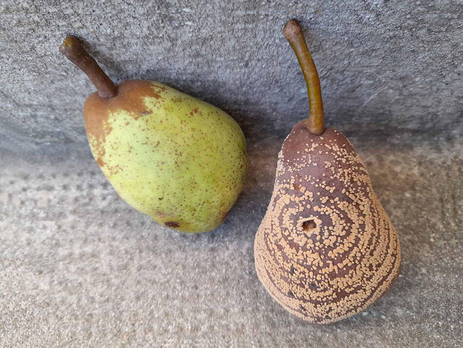 Clichés aux petits oignons - Club photo du Foyer Laïque de Bourg-Blanc