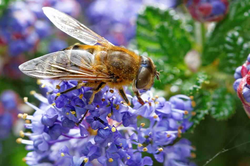 Partageons La Bouffe - PL Bergot