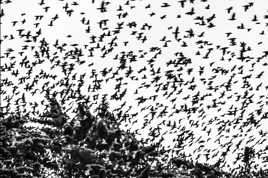 L'obsession de l'ailleurs... L'impossibilité de l'instant - Collectif Pluie d'images-CAPAB