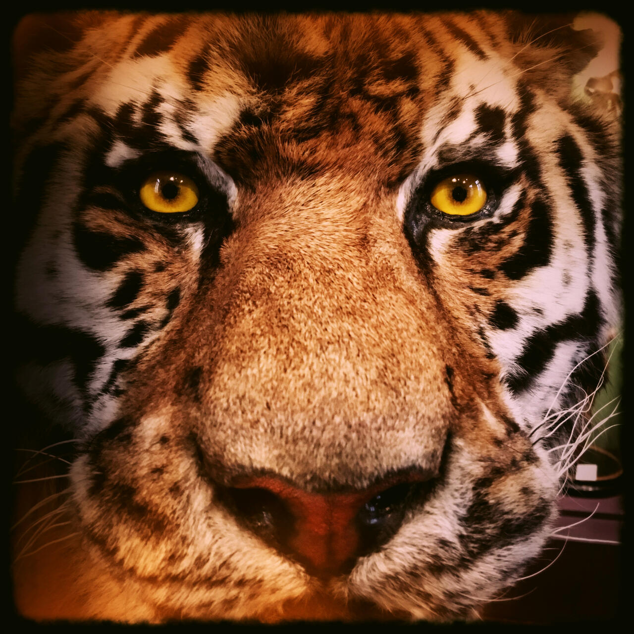 La traque - Guillaume Rivière - 4