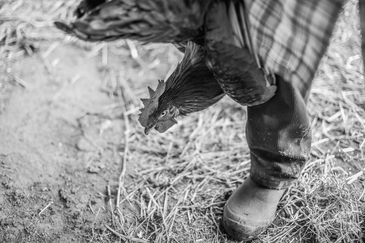 Joséphine - Michèle Le Braz - 2