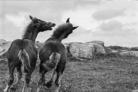 Chevaux du bout du monde