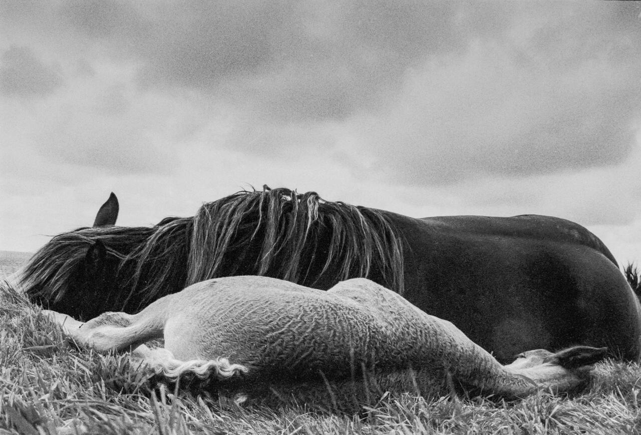 Chevaux du bout du monde - Michèle Le Braz - 1